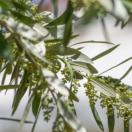 Διαμέρισμα Giardino House Corfu