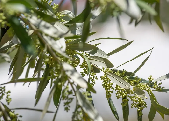 Apartment Giardino House Corfu